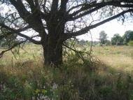 Синичине з panoramio.com