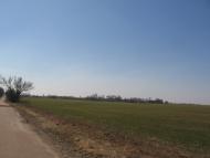 Товстоліс з panoramio.com