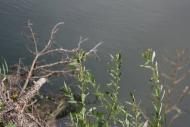 Голубів з panoramio.com