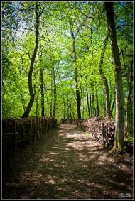 Колоденка з panoramio.com