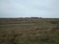 Комуна - Останні фото