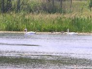 Макалевичі з panoramio.com