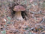 Ржищів з panoramio.com