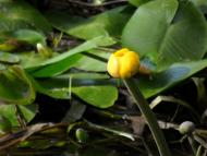 Лабурівка з panoramio.com