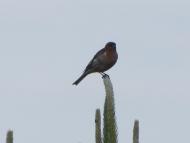 Топільне з panoramio.com