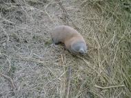 Тошковка - Последние фото