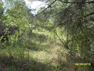 Куданівка з panoramio.com