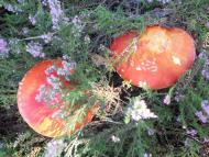 Сахутівка з panoramio.com