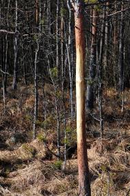 Забужжя з panoramio.com