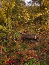 Королівка - Останні фото