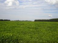 Заворичі з panoramio.com