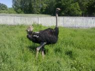 Кам'янка з panoramio.com