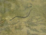 Пристін з panoramio.com