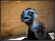 Колоденка з panoramio.com