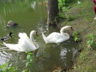 Ямпіль з panoramio.com