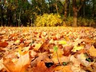 Красноармійськ з panoramio.com