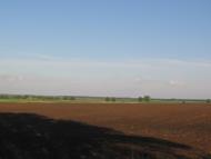 Товстоліс з panoramio.com