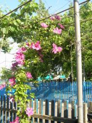 Новоолександрівка з panoramio.com