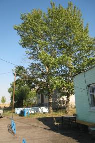 Весела Тарасівка з panoramio.com