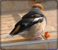 Дерцен з panoramio.com