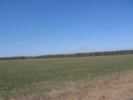 Товстоліс з panoramio.com