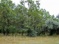 Радушне з panoramio.com