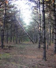 Бузьке з panoramio.com