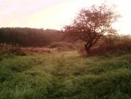 Ракошино з panoramio.com