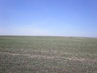 Кищенці з panoramio.com