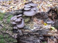 Маньківка з panoramio.com