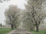 Дротинці з panoramio.com