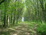 Любомирівка з panoramio.com