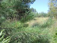 Сахутівка з panoramio.com