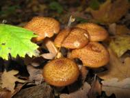 Безруків з panoramio.com