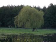 Кривуші з panoramio.com