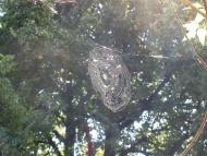 Сокільча - Останні фото