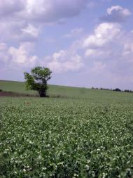 Шафранне з panoramio.com