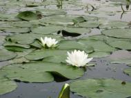 Пристін з panoramio.com