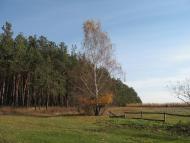 Волошки з panoramio.com