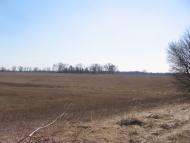 Товстоліс з panoramio.com