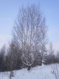 Шевченкове - Останні фото