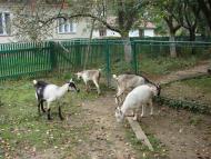 Стебник з panoramio.com