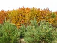 Бовбасівка - Останні фото