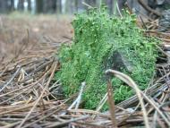 Бузьке з panoramio.com