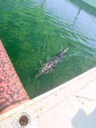 Новоозерне з panoramio.com