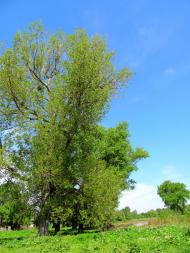 Сокіл з panoramio.com