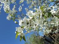 Краснопілля з panoramio.com