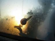 Любарські світанки