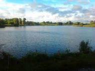 Голендры мои