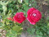 Мій дивний сад. На шляху створення